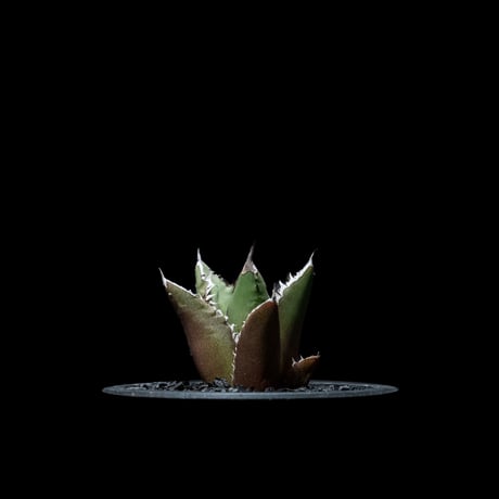 アガベ チタノタ 黒火焔 / Agave titanota ‘Black Fire’ #7