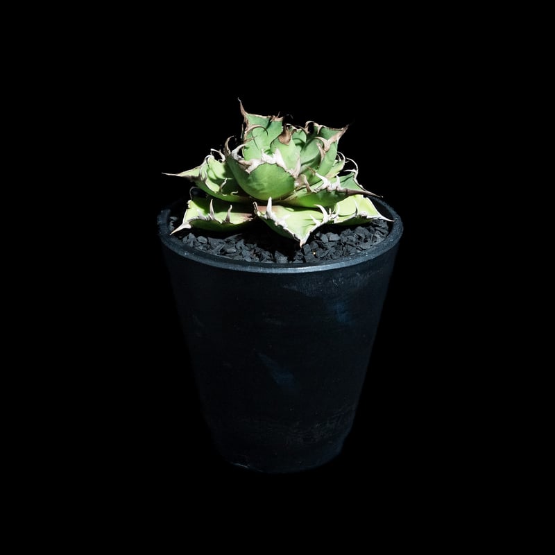 アガベ チタノタ シーザー / Agave titanota ‘Caesar’ アガベ・チタノタ シーザー/凱撒(中)-044｜agave titanota