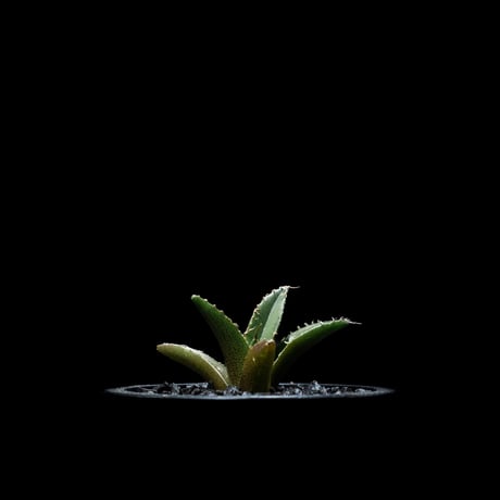 アガベ チタノタ シーザー / Agave titanota ‘Caesar’ #11
