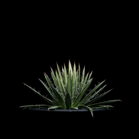 アガベ ムルチフィリフェラ / Agave multifilifera #1