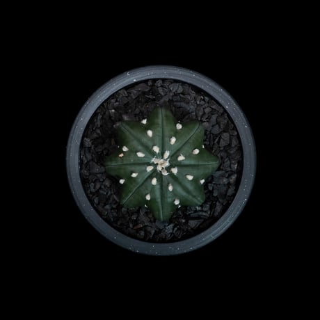 アストロフィツム アステリアス ヒトデ型 / Astrophytum asterias 'Star Shape' #44