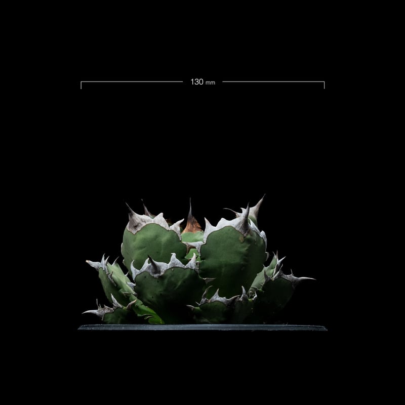 v227 アガベ チタノタ 姫厳竜 白中斑 希少株 アガベ チタノタ 姫厳竜 /