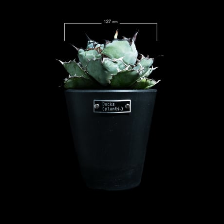 アガベ チタノタ ブラック&ブルー / Agave titanota 'Black & Blue' #40