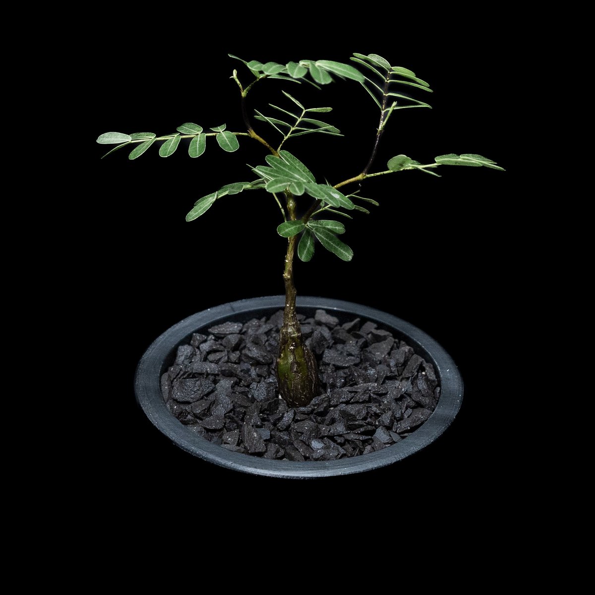 センナ メリディオナリス / Senna meridionalis #6 | Ducks (