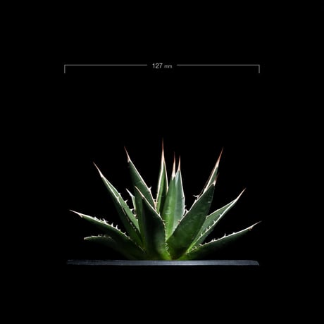 アガベ ホリダ / Agave horrida ssp. horrida #2