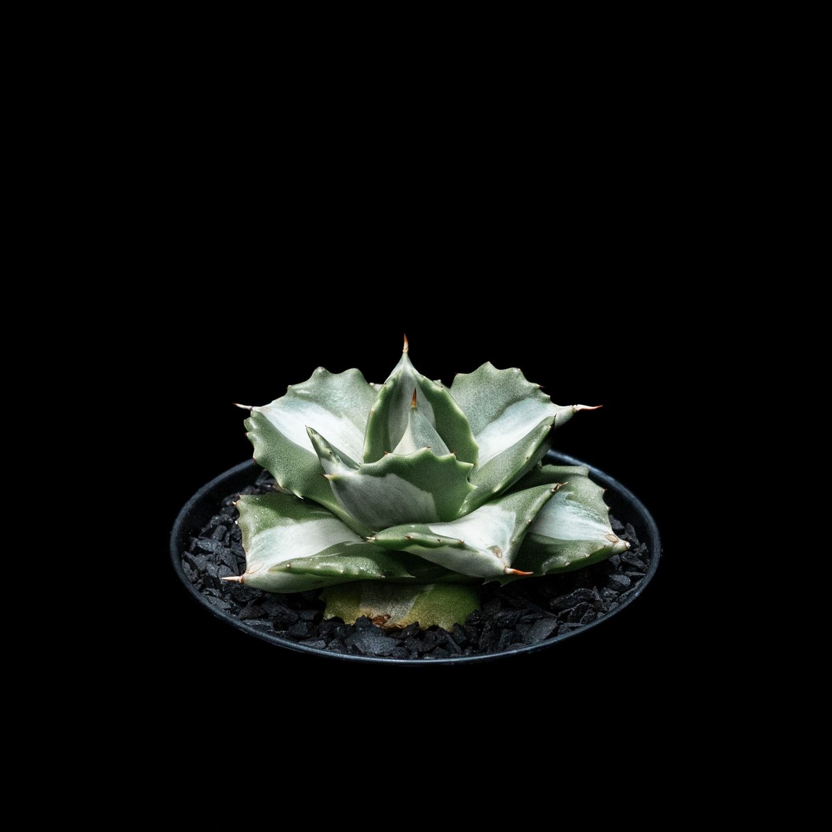 Agave isthmensis f.inermis mediopicta 中斑 Agave isthmensis f. mediopicta alba | MCG™