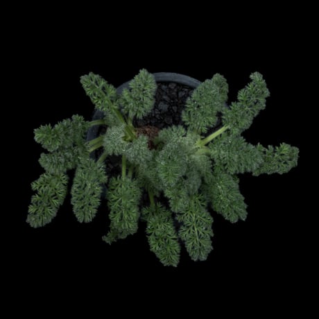 ペラルゴニウム アッペンディクラツム / Pelargonium appendiculatum #7