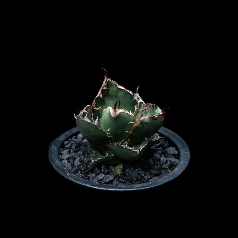 アガベ チタノタ ブラック&ブルー / Agave titanota 'Black & Blu アガベ チタノタ ブラック&ブルー / Agave titanota 'Black & Blu