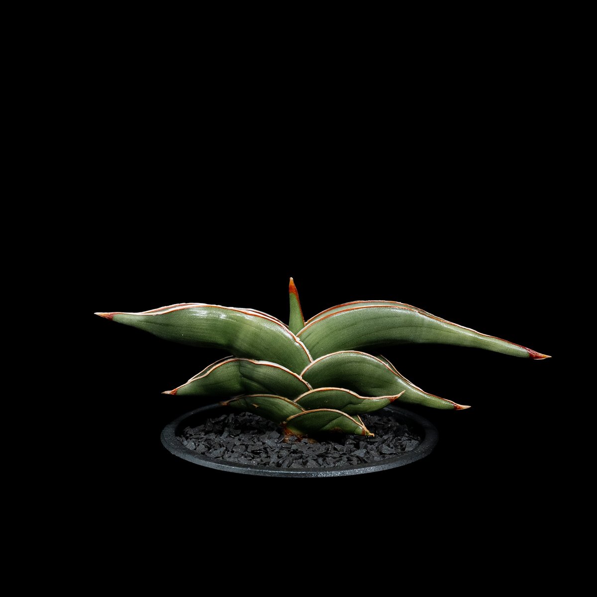 サンスベリア ロリダ Sansevieria rorida サンセベリア