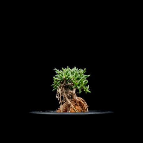 トリコディアデマ ステラツム / Trichodiadema stellatum #1