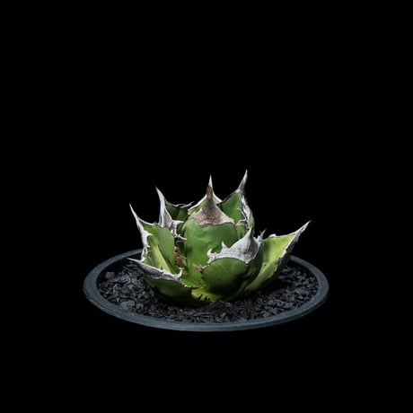 アガベ チタノタ 白犀牛 / Agave titanota ‘White Rhino’ #1