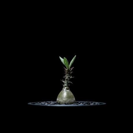 パキポディウム サキュレンタム / Pachypodium Succulentum