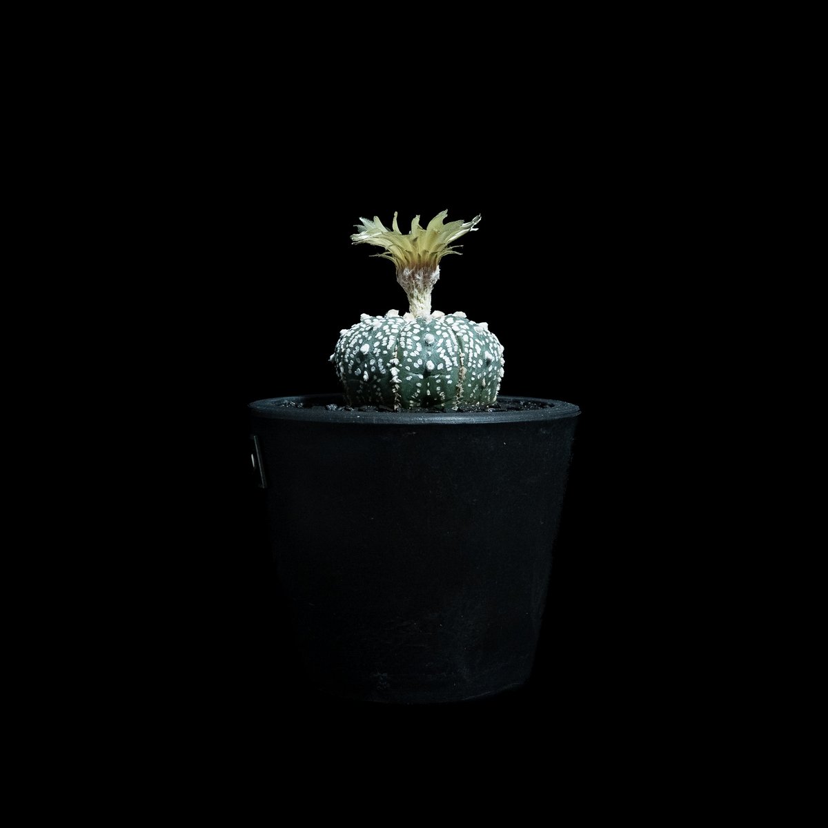 アストロフィツム アステリアス / Astrophytum asterias #13 | Du