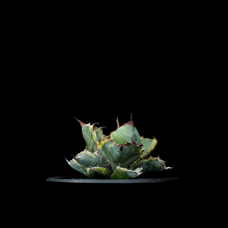 アガベ チタノタ ブルーダイヤモンド / Agave titanota 'Blue Diamo