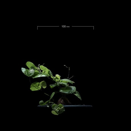 ディオスコレア 亀甲竜 / Dioscorea elephantipes #2