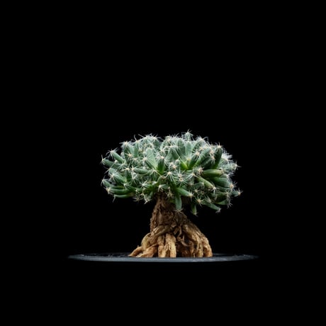 トリコディアデマ デンサム / Trichodiadema densum #5