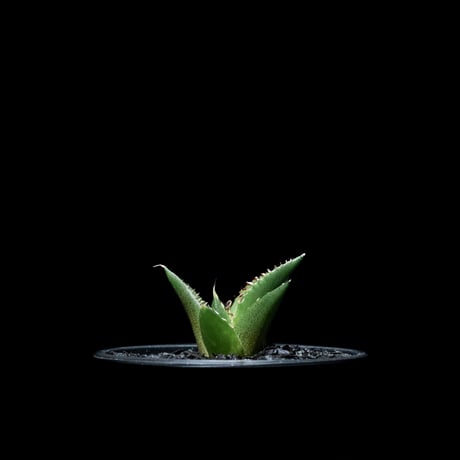 アガベ チタノタ ハデス / Agave titanota ‘Hades’ #3
