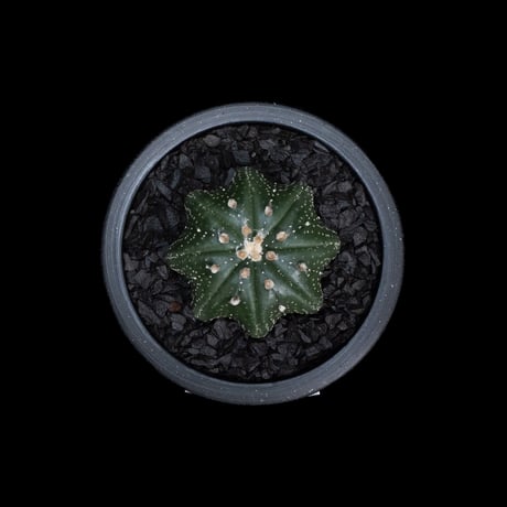 アストロフィツム アステリアス ヒトデ型 / Astrophytum asterias 'Star Shape' #41