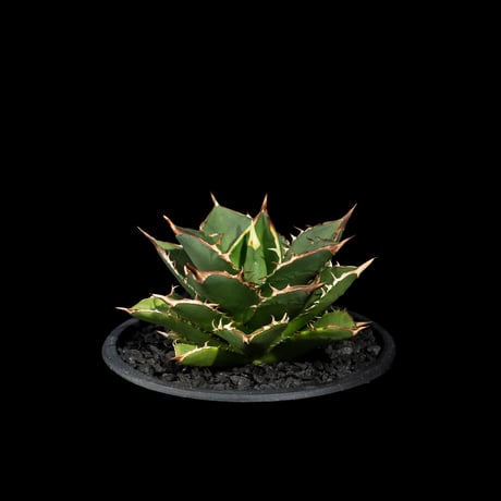 アガベ チタノタ 大島 / Agave titanota ‘Oshima’ #1