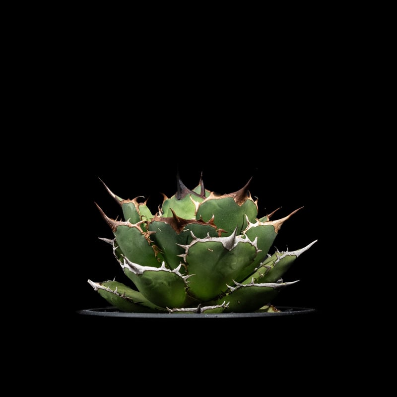 アカベ　チタノタ　特大株 アガベ チタノタ パンダ 大株 子株多数 4号サイズ Agave