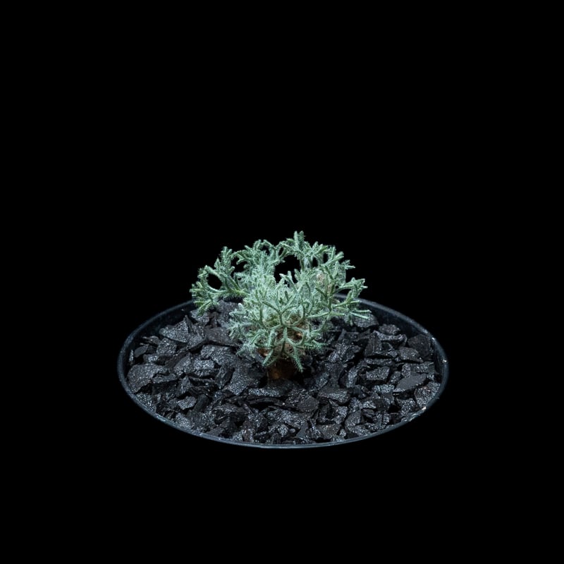 □peniculinum ペニクリナム 実生苗 国内1年以上管理 【多肉植物