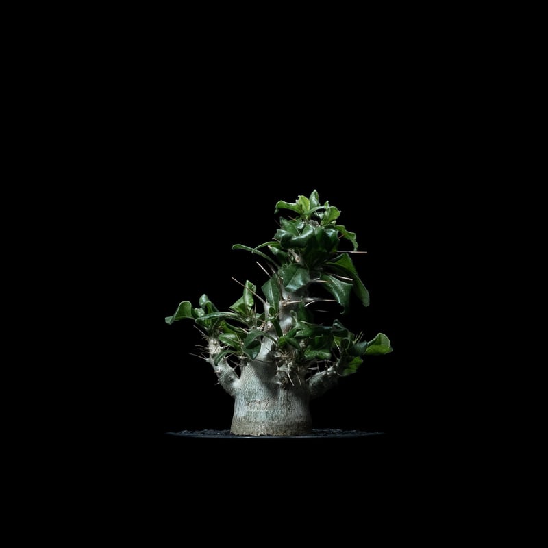 パキポディウム サウンデルシー / Pachypodium saundersii #4 | D