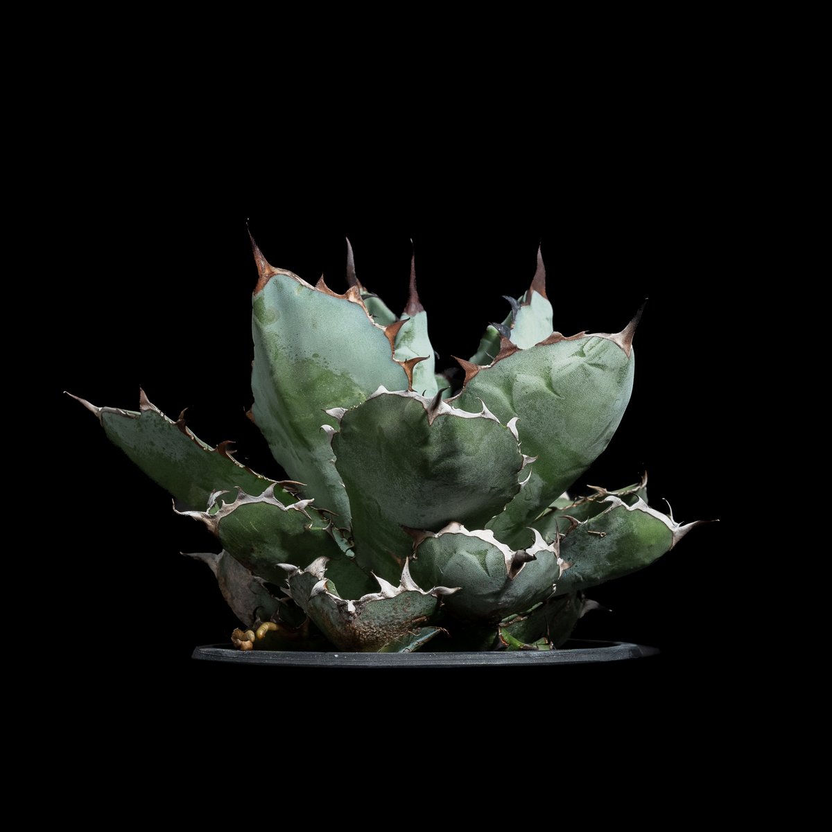 アガベオテロイ　実生　中株　バンド幅　agave titanota ブルー アガベ チタノタ ブラック&ブルー / Agave titanota 'Black & Blu