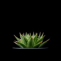 アロエ ポリフィラ / Aloe polyphylla #1