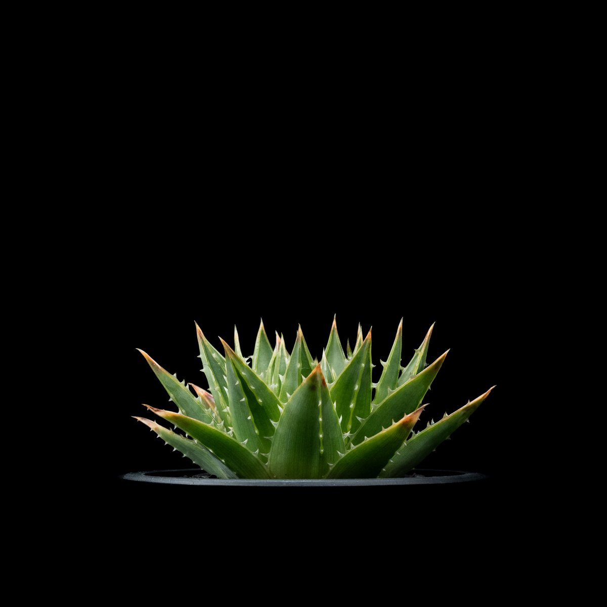 アロエ ポリフィラ / Aloe polyphylla #1 | Ducks ( plants. )