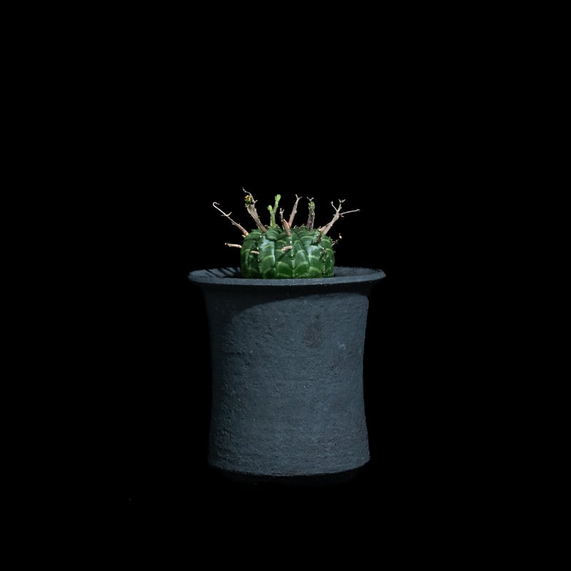 ユーフォルビア バリダ / Euphorbia meloformis ssp. valida