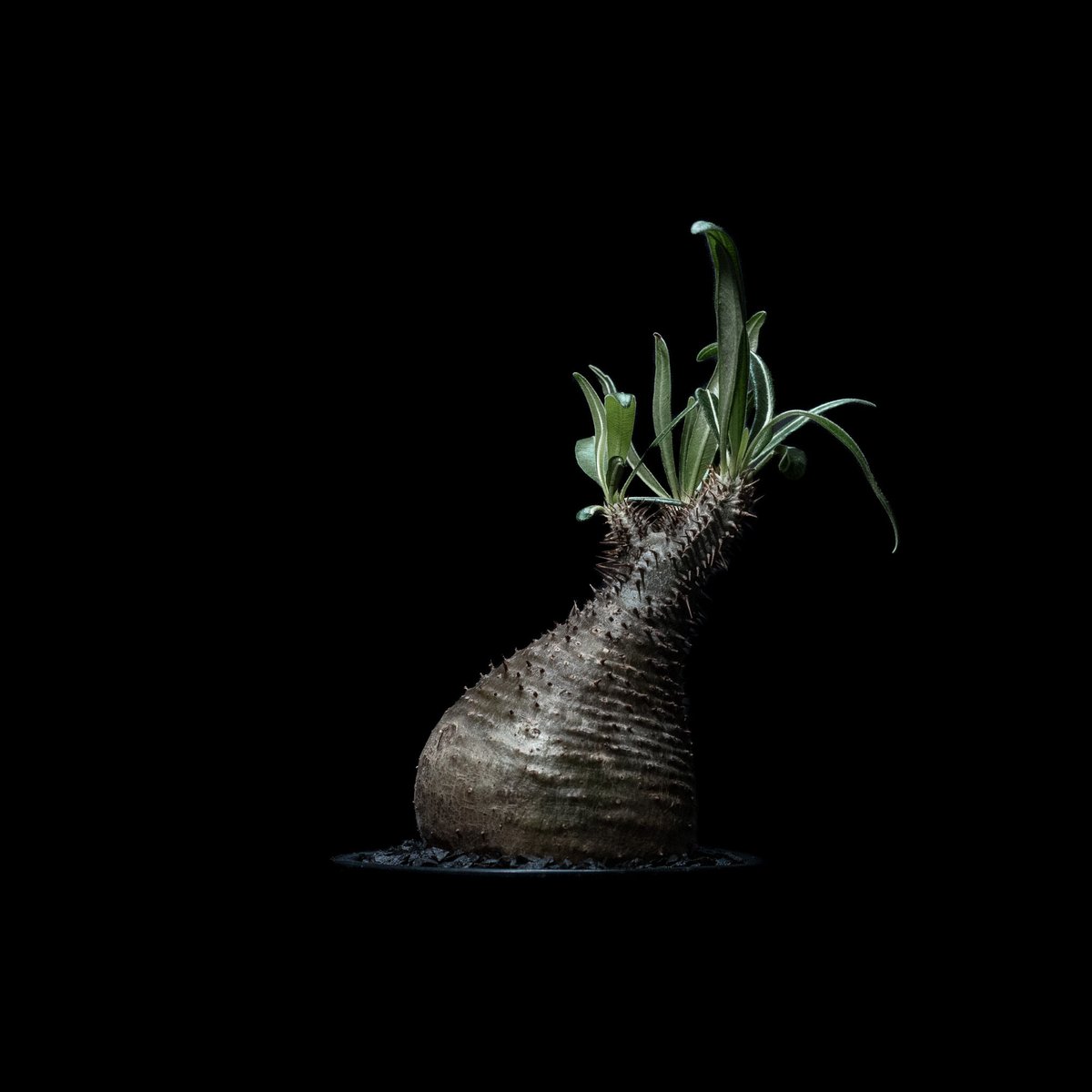 パキポディウム グラキリス / Pachypodium rosulatum var. grac