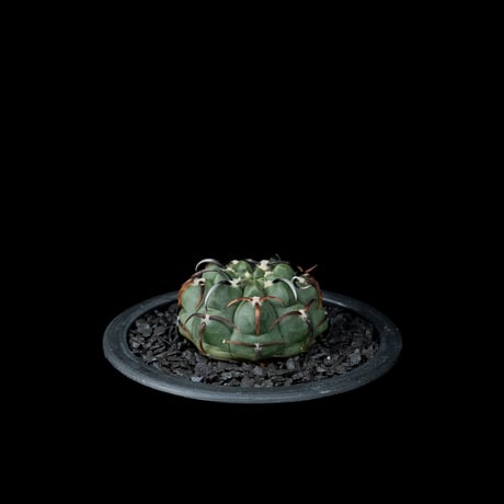ギムノカリキウム バッテリー / Gymnocalycium vatteri