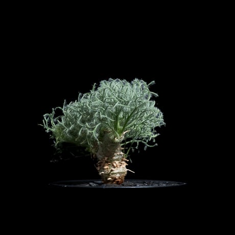 モンソニア ペニクリナム / Monsonia peniculina #29