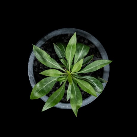 フォークイエリア プルプシー / Fouquieria purpusii #1