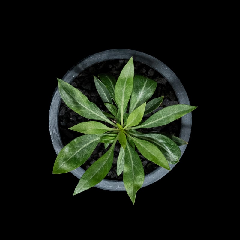 フォークイエリア プルプシー Fouquieria purpusii 美株 フォークイエリア プルプシー / Fouquieria purpusii no.80616