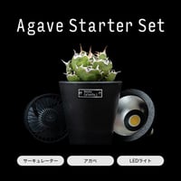 Ducks ( plants. ) アガベスターターセット