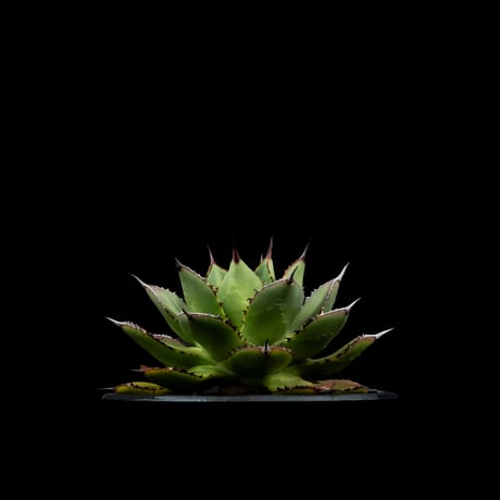 アガベ 兜蟹×笹の雪 / Agave isthmensis ‘Kabutogani’ × victoriae-reginae #3
