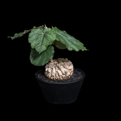 マテレア シクロフィラ / Matelea cyclophylla #9