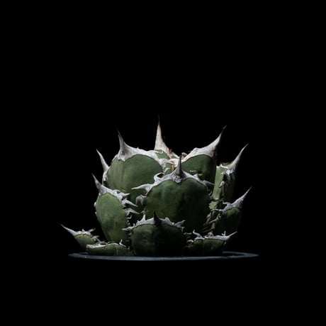 アガベ チタノタ 烈焔 逆刺 / Agave titanota ‘Flame’ #1