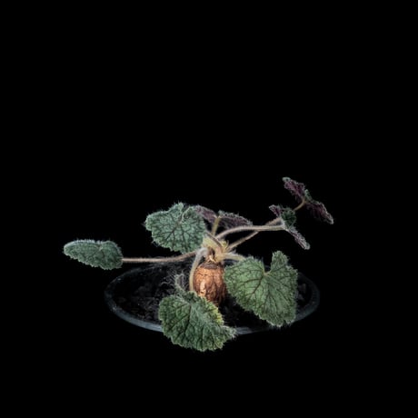 ペラルゴニウム バークリー / Pelargonium barklyi #1