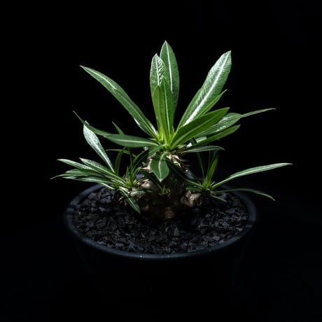 パキポディウム デンシカウレ / Pachypodium densicaule #3