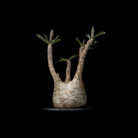 パキポディウム グラキリス / Pachypodium rosulatum var. gracilius #26