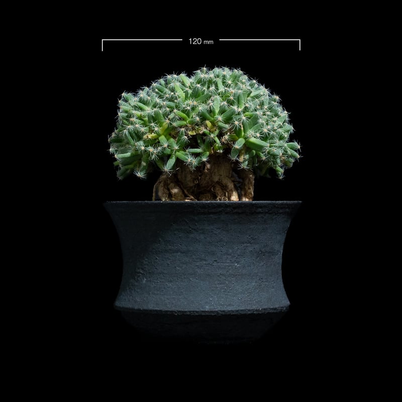 トリコディアデマ デンサム / Trichodiadema densum #28 | Duck