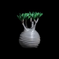 Ducks ( plants. ) アガベスターターセット | Ducks ( plants. )