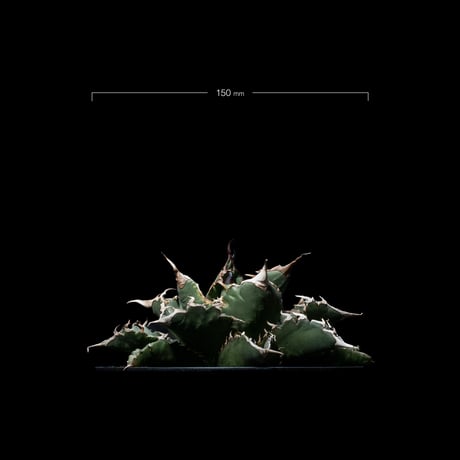 アガベ・チタノタ 夕映厳竜 / Agave titanota ‘Solar Eclipse’ #7