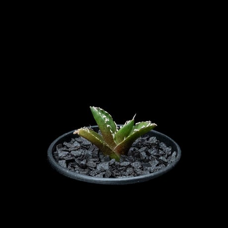 アガベ チタノタ 南アフリカダイヤモンド / Agave titanota ‘South Africa Diamond’ #1