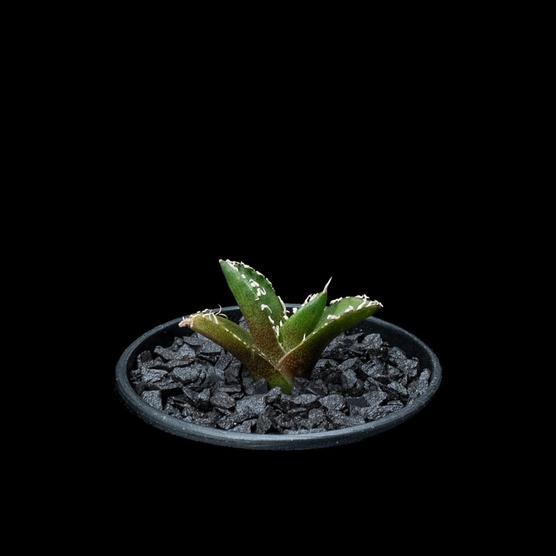 アガベ　SAD アガベ チタノタ 南アフリカダイヤモンド SAD | GREEN LUCK