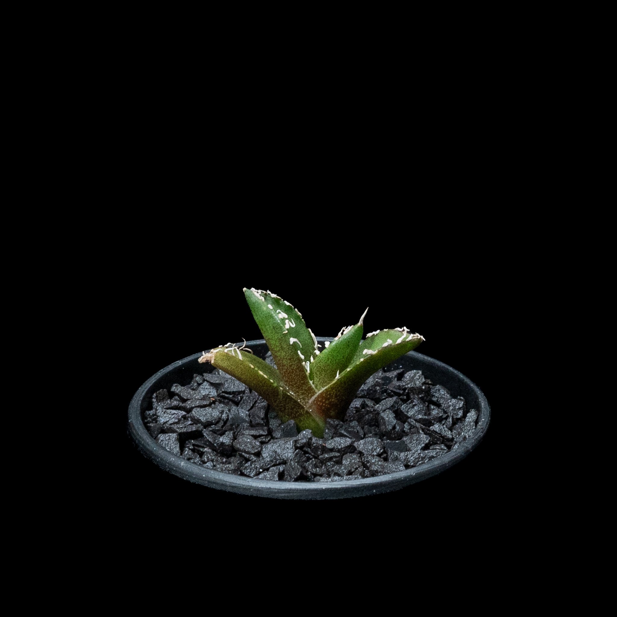 アガベ チタノタ 南アフリカダイヤモンド / Agave titanota 'South Af