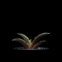 アガベ チタノタ フィリグリーデビル (綴化拇指) / Agave titanota 'Fil