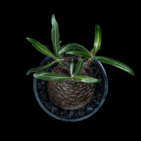 パキポディウム グラキリス / Pachypodium rosulatum var. gracilius #44